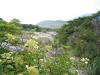 向きを変えて、芦ノ湖方面・・・のはずが、手前にピントがw